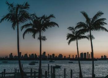 Palm trees silhouetted against a city skyline at sunset by the water.